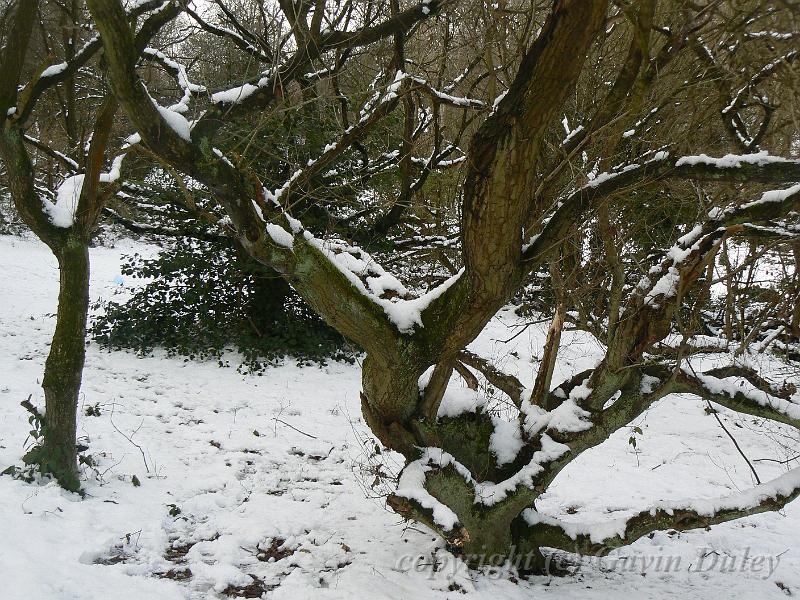 Dancing tree, Winter, Hampstead Heath P1070453.JPG